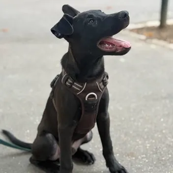 Brownie