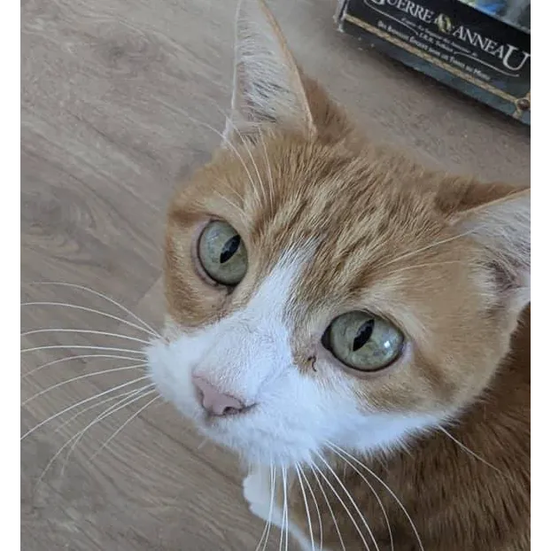 Babou
