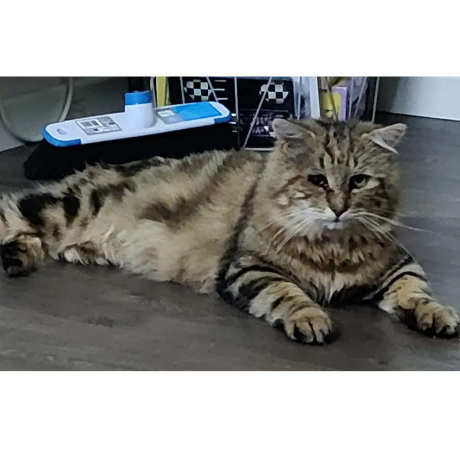 Poupoune