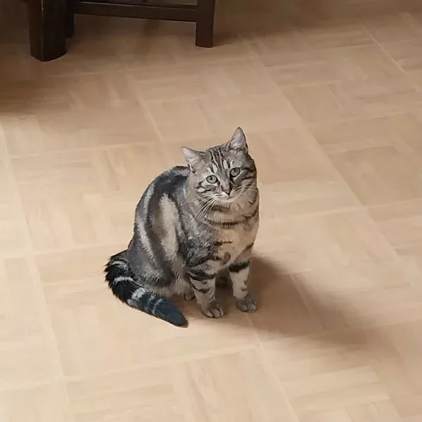 Tails, chat femelle marbrée recueilli par Les ti'chats