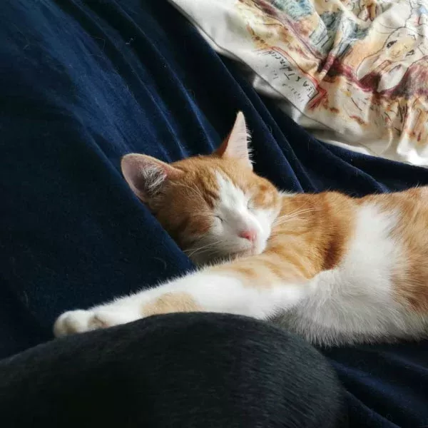 César, chat mâle roux et blanc recueilli par Les ti'chats