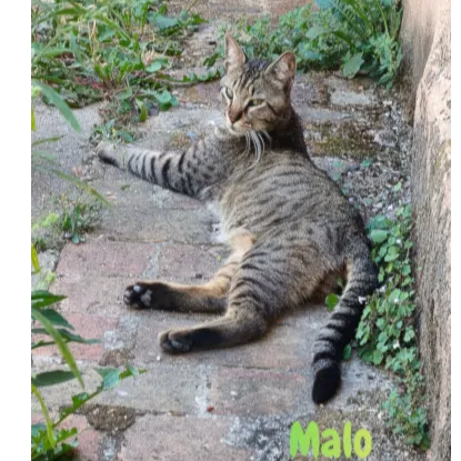 MALO