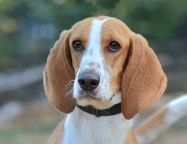 PENNY
