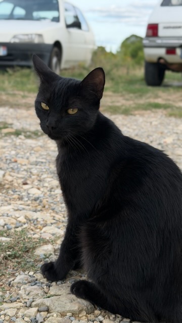 Newton