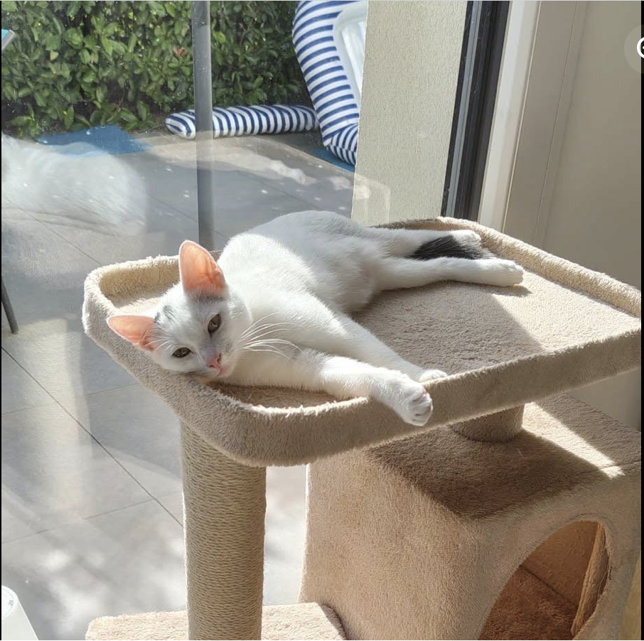 Nova