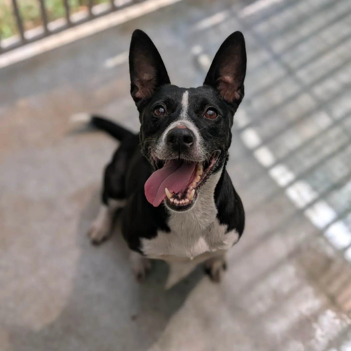 PENELOPE