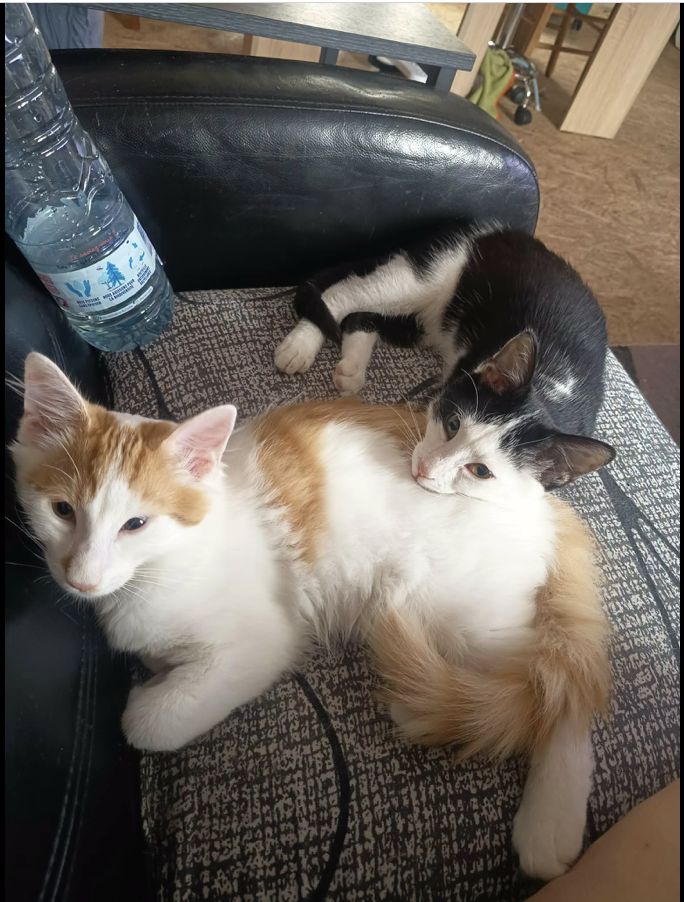 MICHKA & GRICHKA