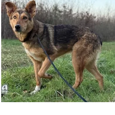 JASMIN