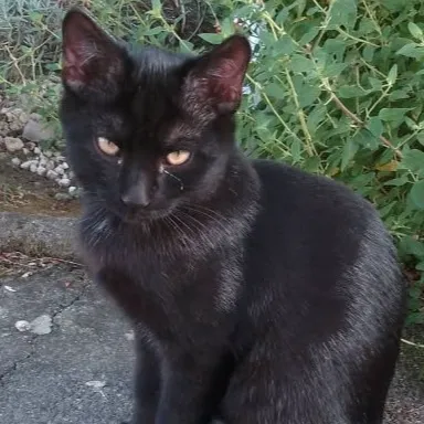 MI HI