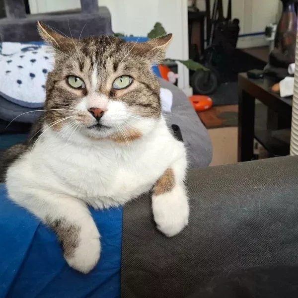 Butor, chat mâle tigré et blanc recueilli par Les ti'chats