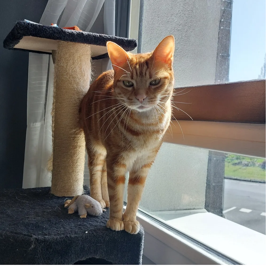 Freyja