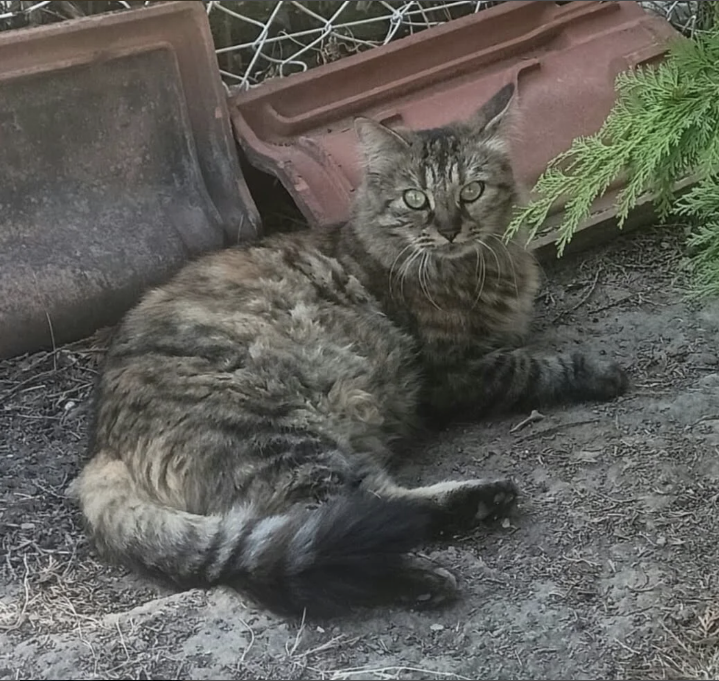 PENELOPE