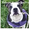 BIBOU