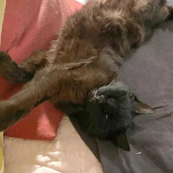 Chevry, chat mâle chocolat recueilli par Les ti'chats