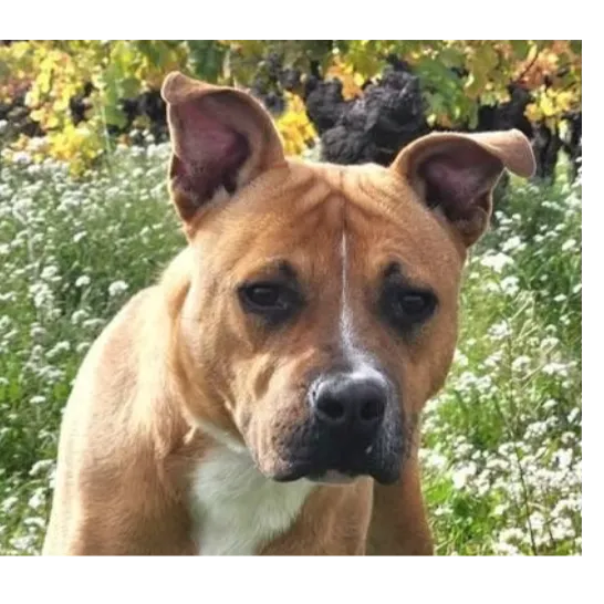 ARLO